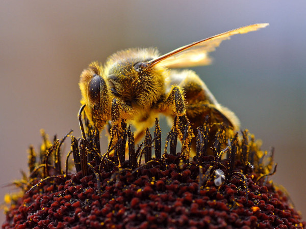 Abejas y los productos para la protección de cultivos