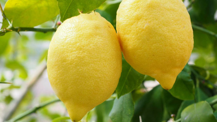 Porqué sube de precio el limón